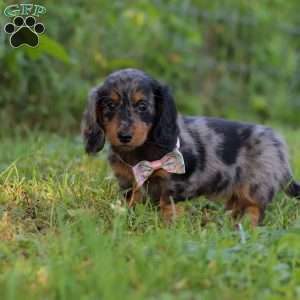 Sophie, Dachshund Puppy